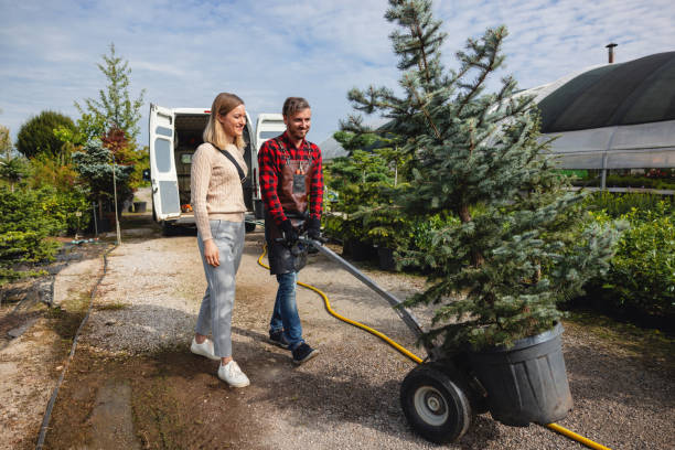 Best Tree Maintenance Programs  in Jemez Pueblo, NM