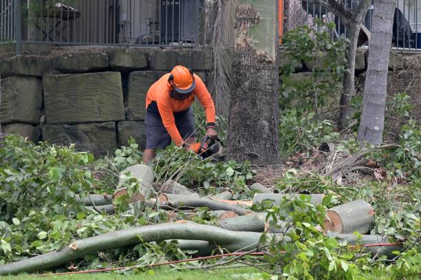 Best Commercial Tree Services  in Jemez Pueblo, NM